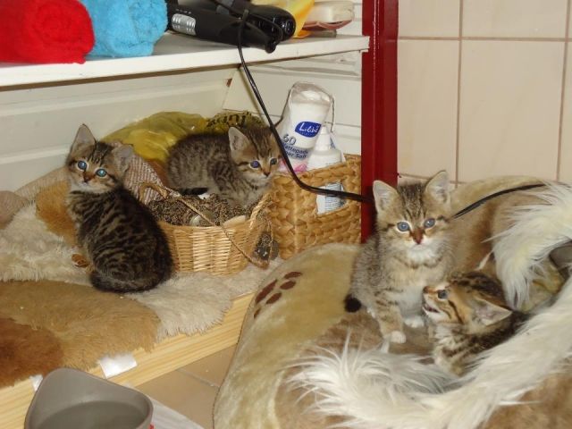 Katzen Kleinanzeigen Katzen Annoncen Katzen Inserate Katzen