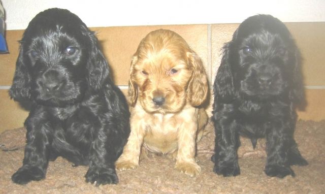 Cocker Spaniel Welpen | tieranzeigen.net
