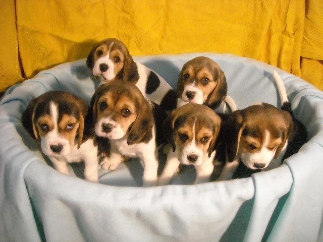 6 Tricolour Beagle Welpen ( 3 Weibchen, 3 Rüden )