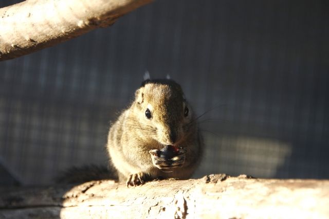 Nagetiere Allgemein Kleinanzeigen | Nagetiere Allgemein Annoncen