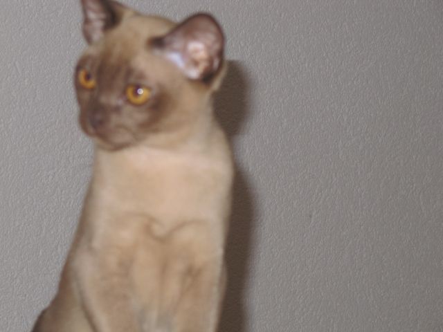 Katzen Kleinanzeigen Katzen Annoncen Katzen Inserate Katzen