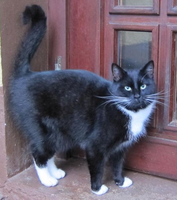 Katzen Kleinanzeigen Katzen Annoncen Katzen Inserate Katzen