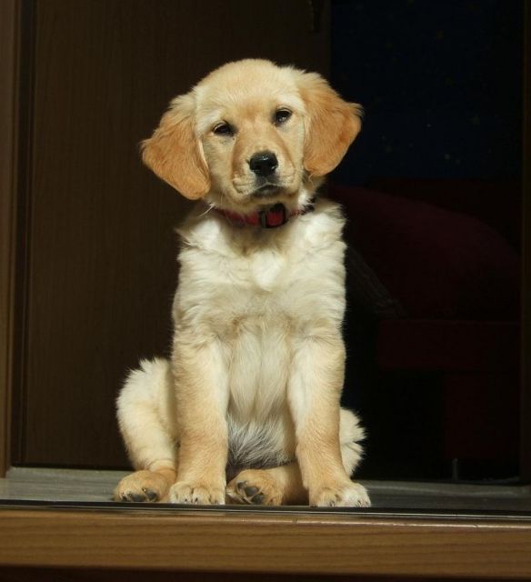 Golden Retriever Welpe Chico von Sachsen mit Papiere