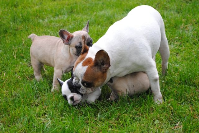 Hunde Kleinanzeigen Hunde Annoncen Hunde Inserate Hunde