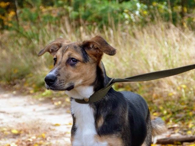 Hunde Kleinanzeigen Hunde Annoncen Hunde Inserate Hunde