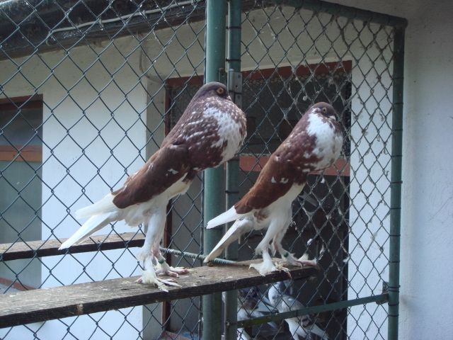 Voegel Kleinanzeigen | Voegel Annoncen | Voegel Inserate | Voegel