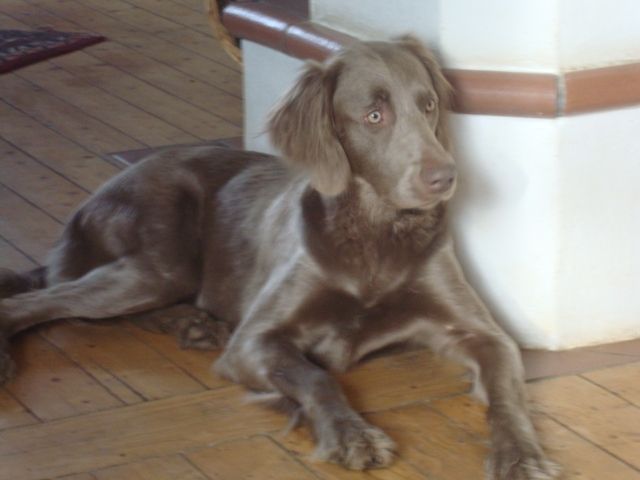 Wurfankündigung/ Weimaraner Verpaarung langhaar grau/ und kurzhaar blau