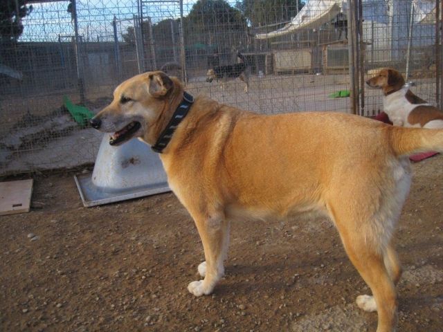 Hunde Kleinanzeigen | Hunde Annoncen | Hunde Inserate | Hunde