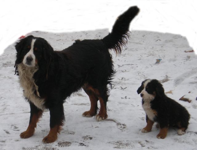 Wunderschön Berner Sennenhund Welpen abzugeben