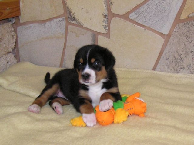 Großer Schweizer Sennenhund Welpen In Not