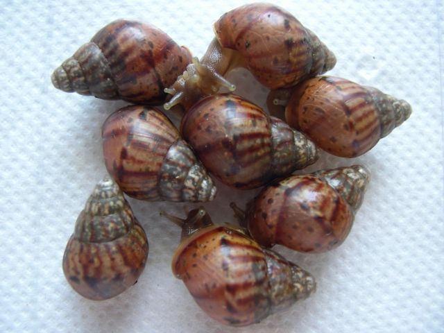 Sonstige Haustiere Kleinanzeigen | Sonstige Haustiere Annoncen