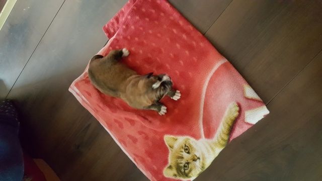 Hunde Kleinanzeigen Hunde Annoncen Hunde Inserate Hunde