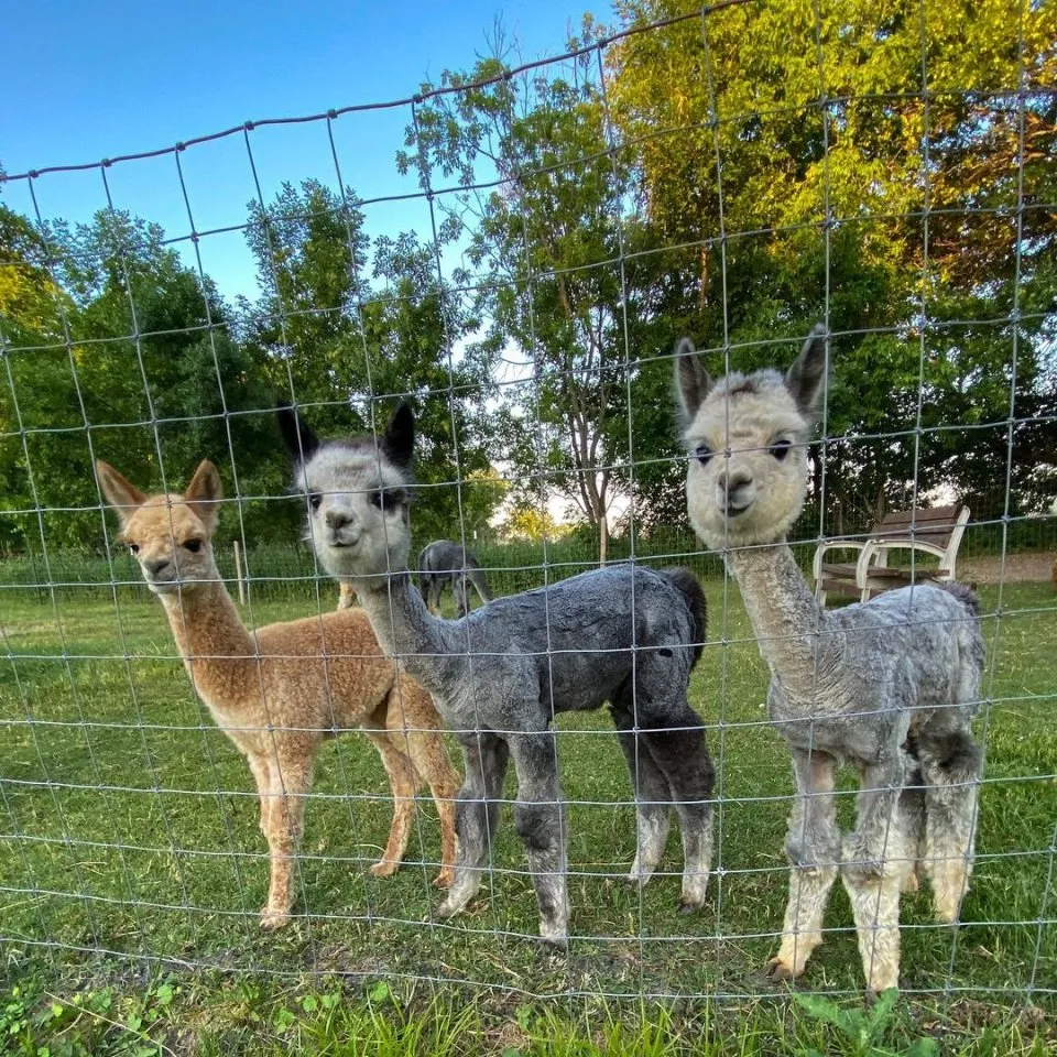 Alpaka , Alpakastuten , Alpaca