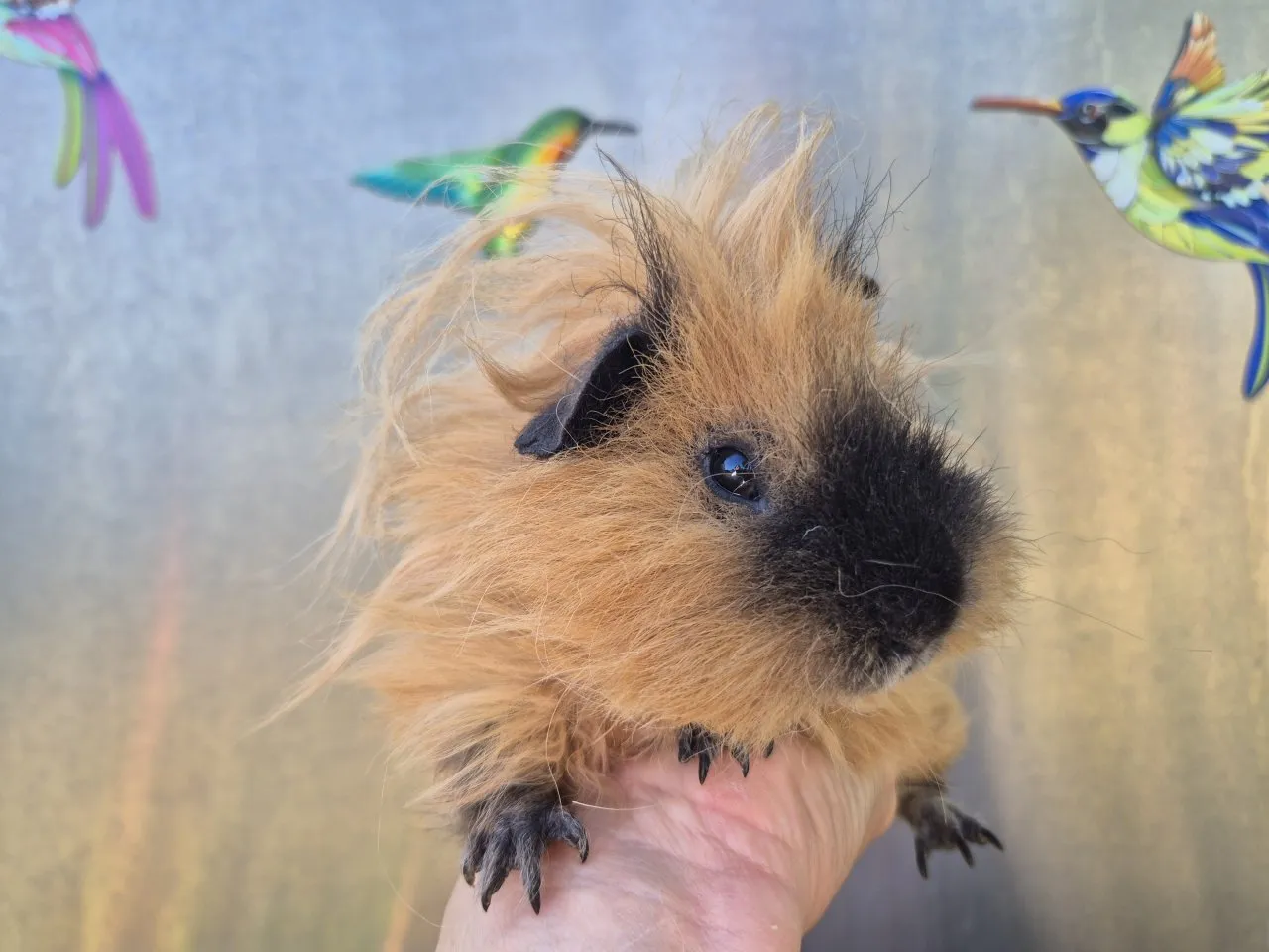 Lunkarya Meerschweinchen, Männlich