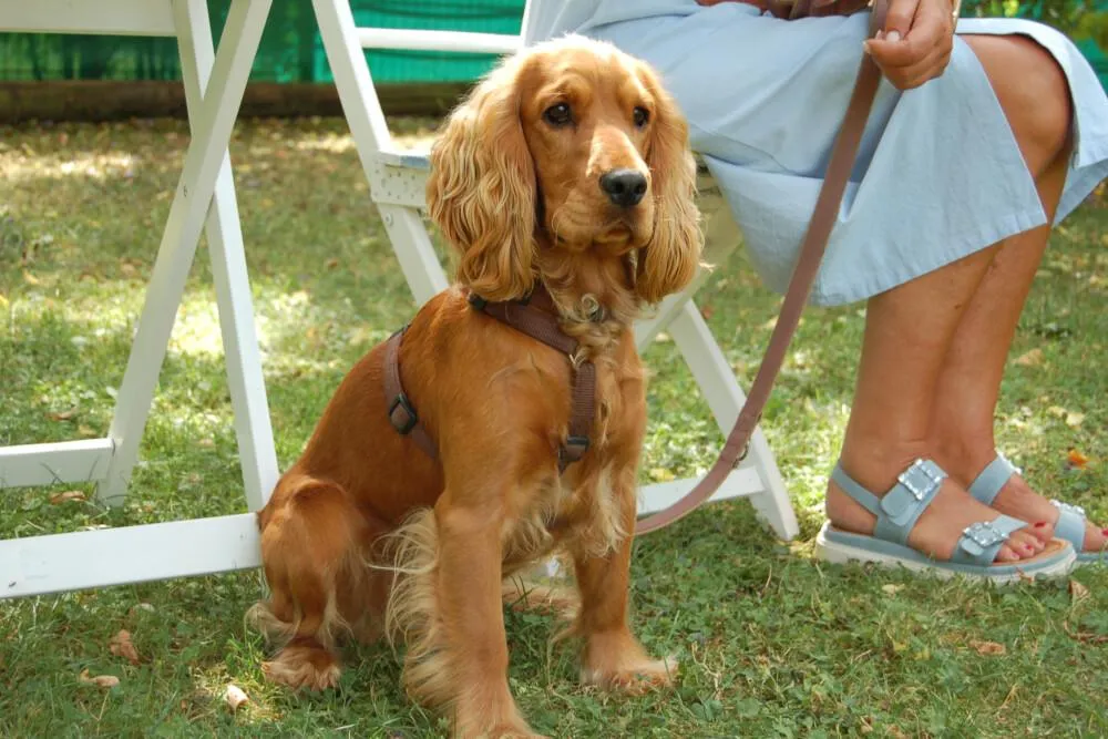 RED OSKAR - Cocker-Spaniel - 11 Monate - Tierhilfe-Franken e.V.