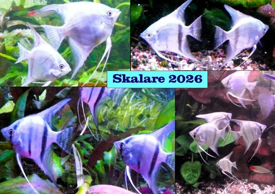 Skalare (Silber) Jungfische abzugeben!