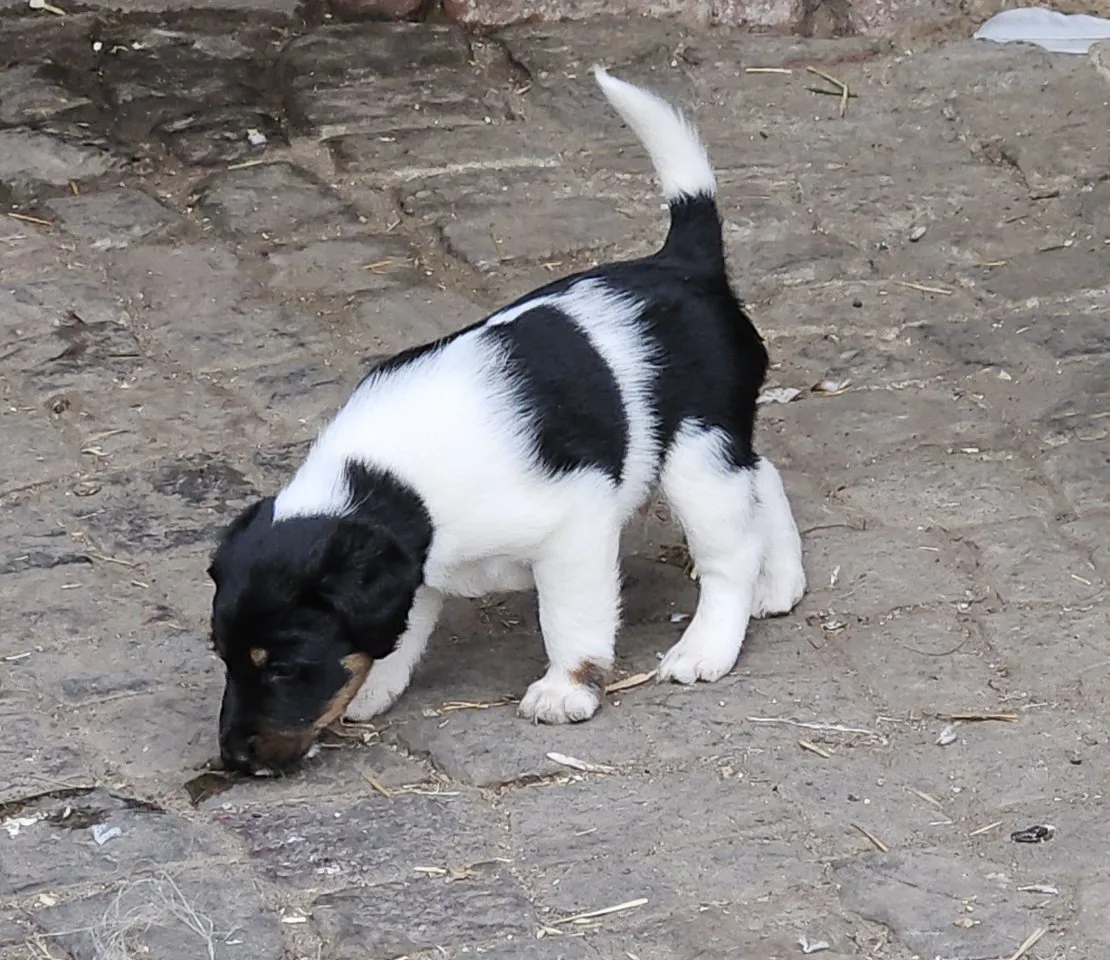 Glatthaar-Foxterrierwelpen
