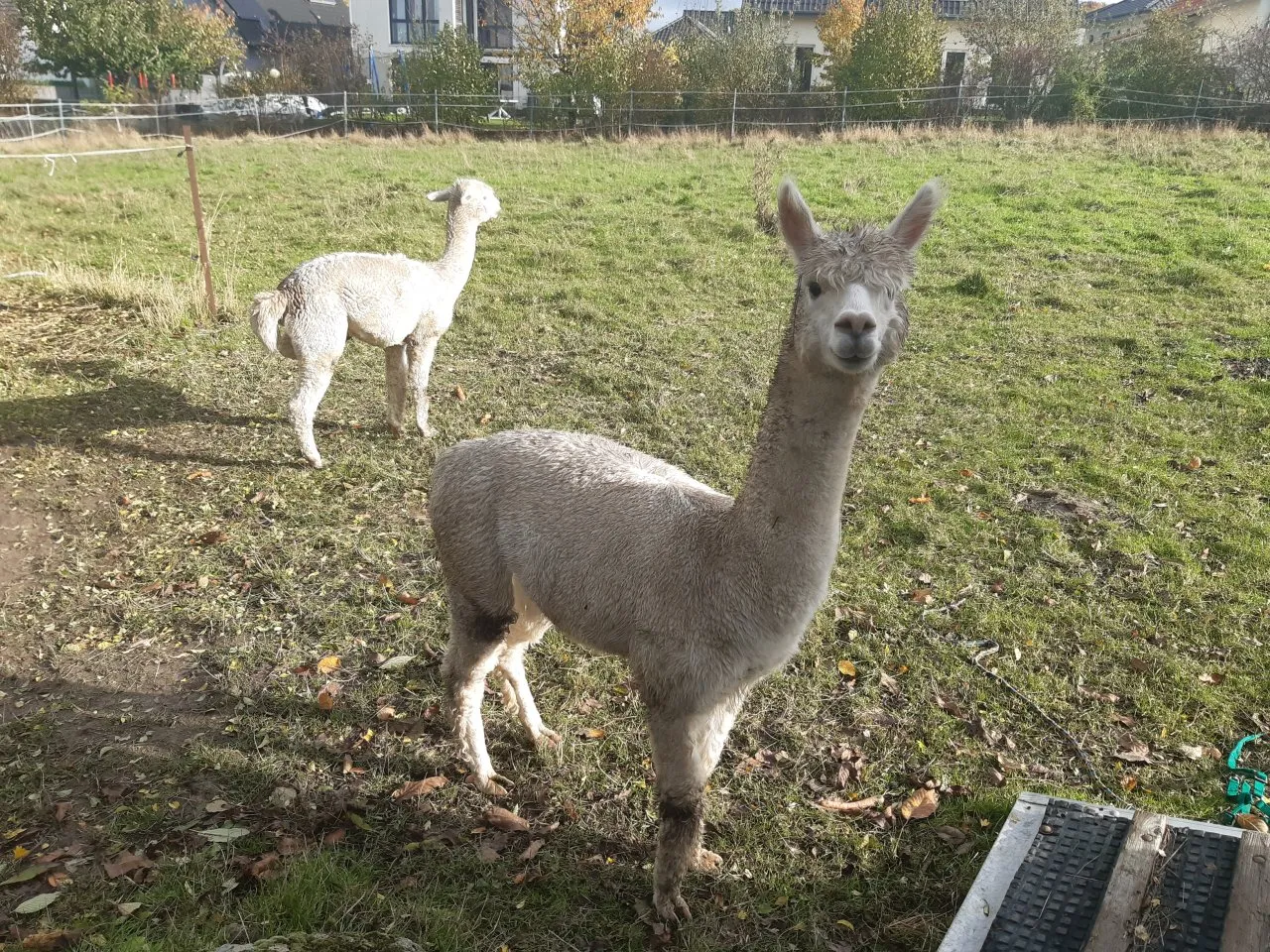 Alpakahengste zwei Tiere