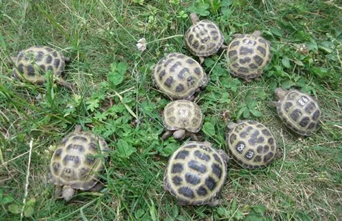 Vierzehenschildkröten / Steppenschildkröten NZ 2025