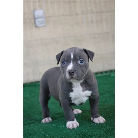 American Pitbull-Welpen (Blueline)