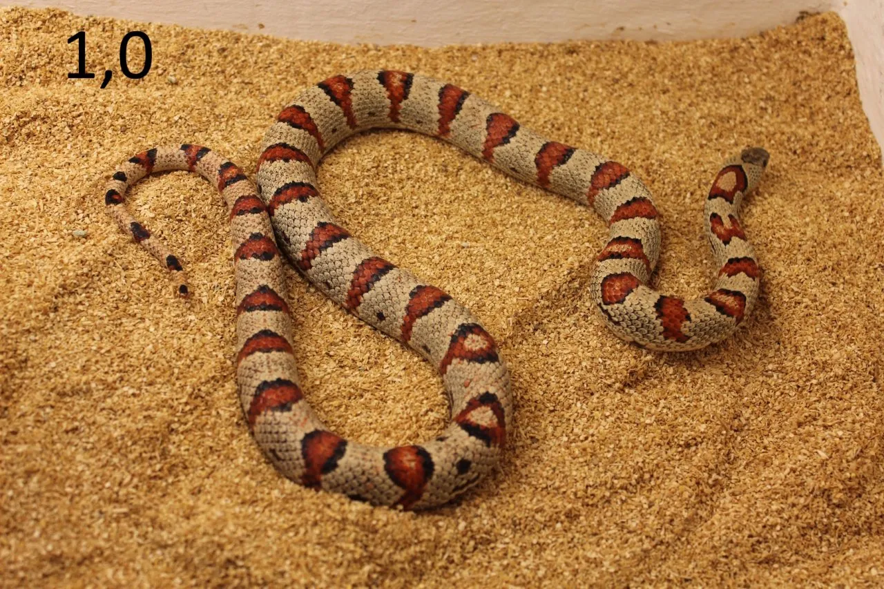 Lampropeltis leonis