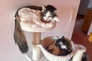 LUTZ und Mr. JUNGLES - Maine-Coon, werden gemeinsam vermittelt! - siehe weite