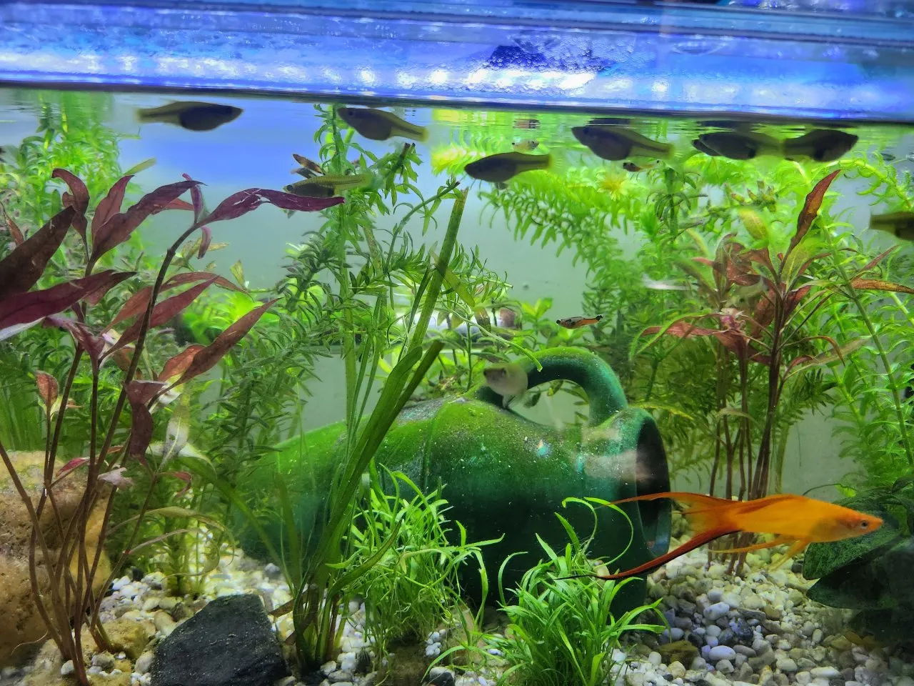 Biete Endler-Guppies und Schwertträger