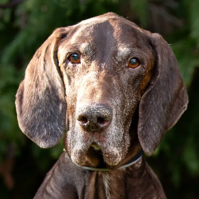 BIRKO - männlich 11 Jahre 61 cm 30 kg Deutsch Kurzhaar Gechipt