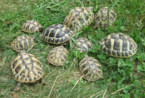 weibliche griechische Landschildkröten NZ 2023 und weiblich erbrütete NZ 2024