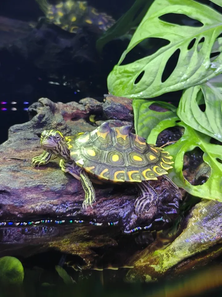 Gelbtupfen Höckerschildkröte Graptemys Flavimaculata