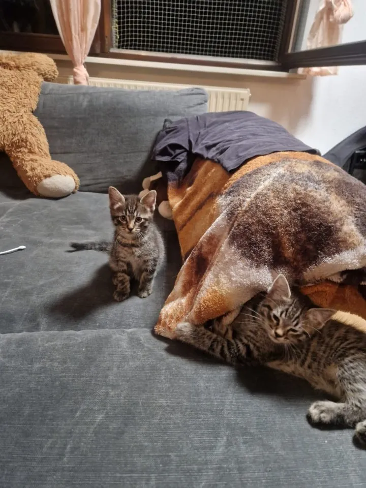 4 Knuffis suchen neuen Herzensmenschen