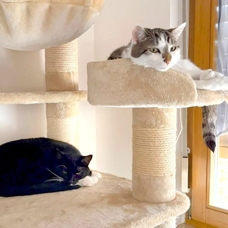 LUNA und POLLY - europäische Kurzhaar - 2 Jahre - Tierhilfe-Franken e.V.