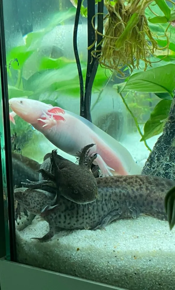 Axolotl Aquarium Juwel