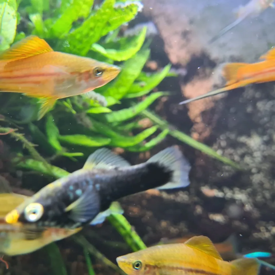 Aquariumfische, Schwertträger an Selbstabholer abzugeben