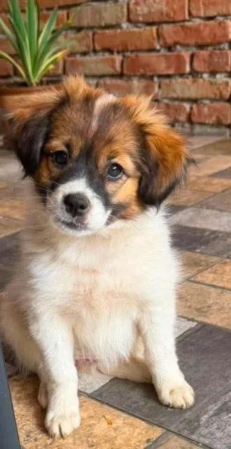 Hundekind Hanne - eine bezaubernde Schönheit sucht ihr Zuhause