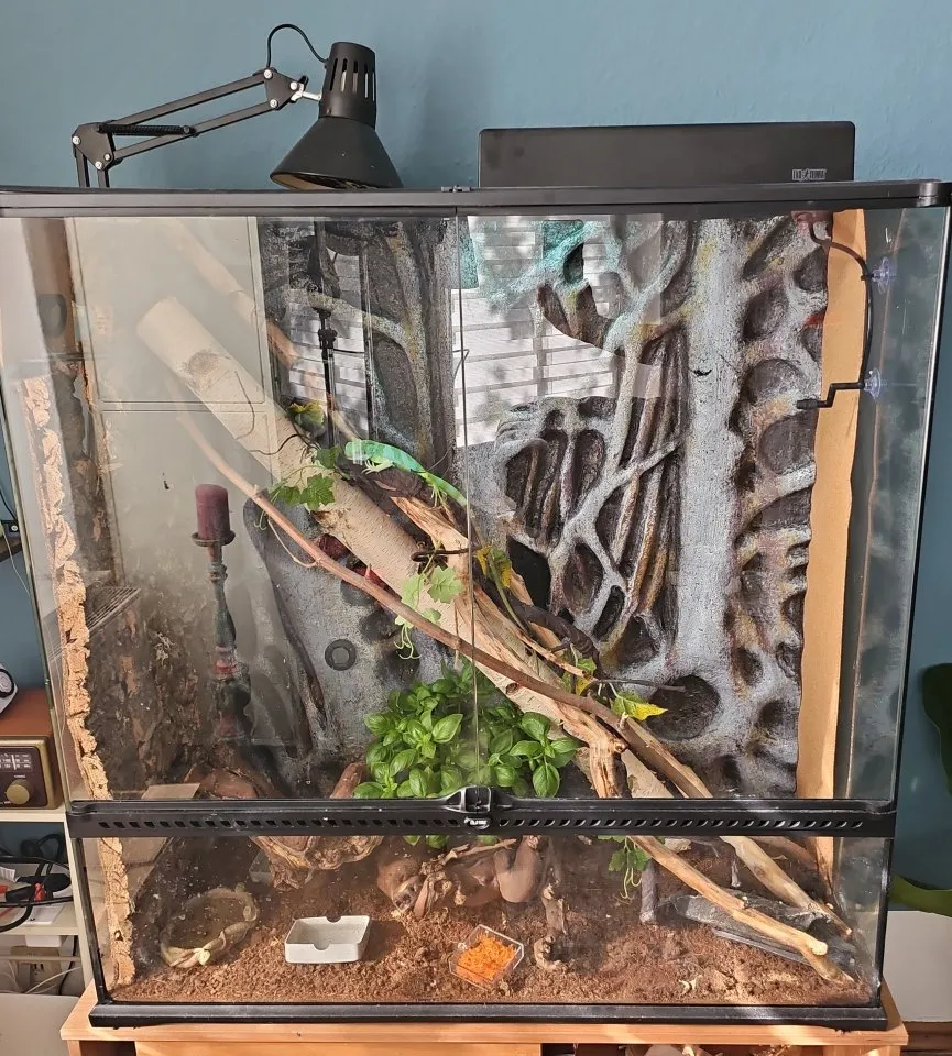 Fidchi Leguan mit Terrarium