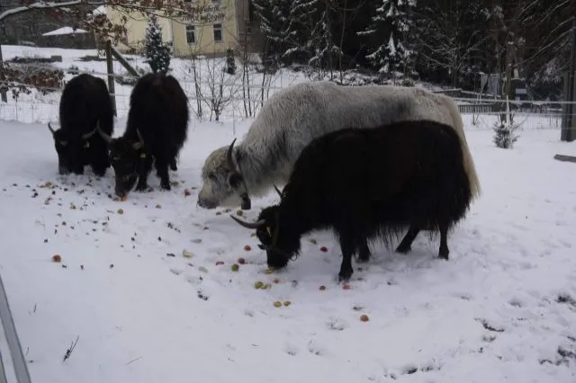 Yak Yakkälbchen