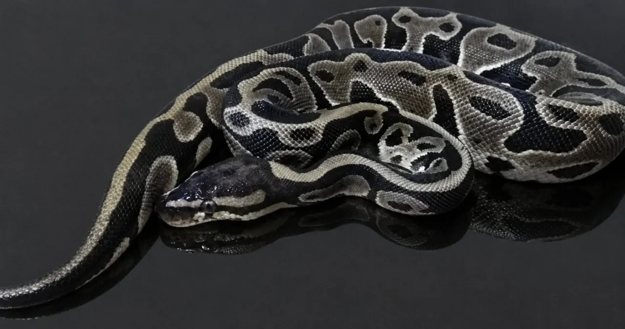 0.1 Leopard het. Clown ( Königspython / Python regius)
