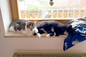 LUNA und POLLY - weitere Infos, siehe unten - werden gemeinsam vermittelt!