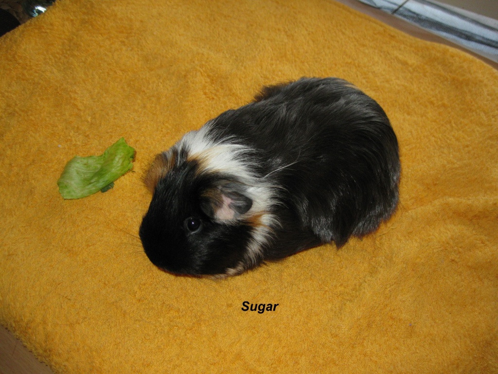 Meerschweinchen suchen ein Zuhause … - Nagetiere - Duisburg