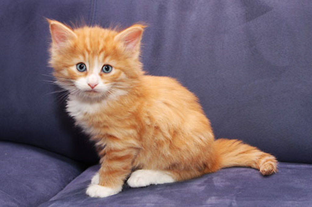 Norwegische Waldkatzen av Tyssedal - Kitten - Katzen - Menden Sauerland