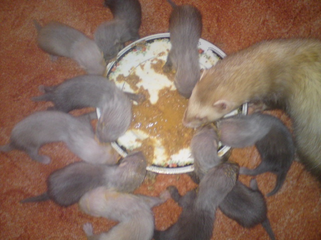 Frettchenbabys zu verkaufen - Nagetiere - Laage