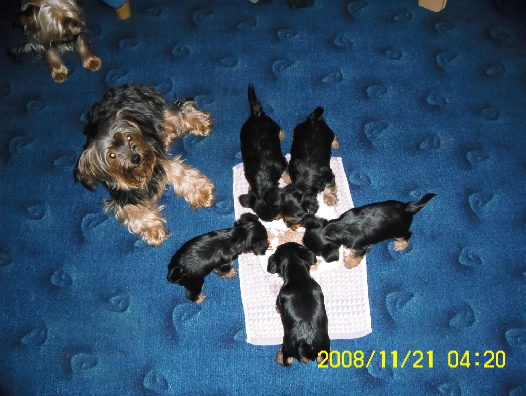 Süsse Yorkshire Terrier Welpen - Hunde - Ebstorf