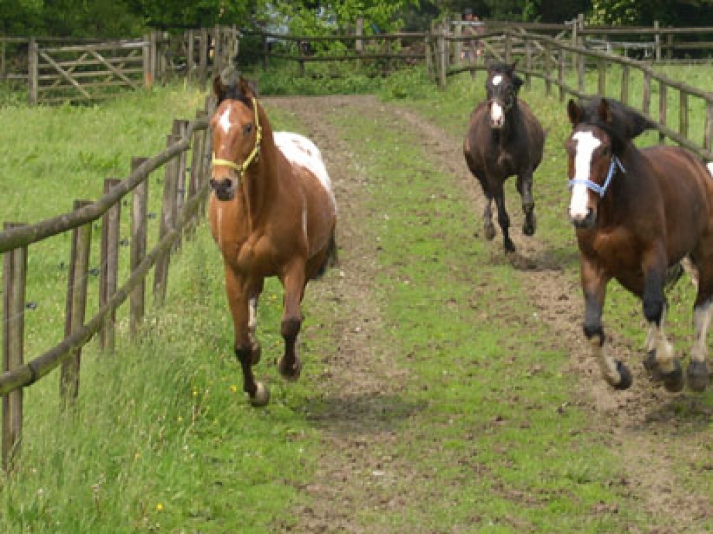 Biete Reitbeteiligung auf western-freizeit gerittenem Appaloosa! - Pferde - Velbert