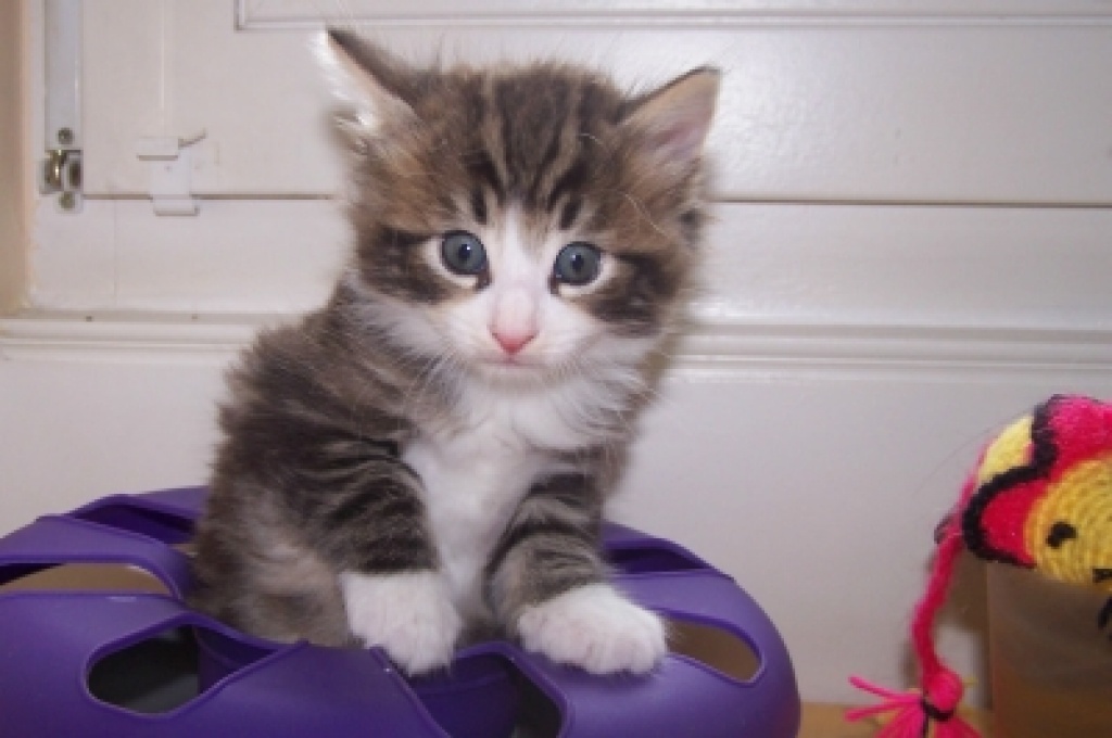 Norwegische Waldkatze (Wickinger-Trolle) - Katzen - Bad Schwalbach