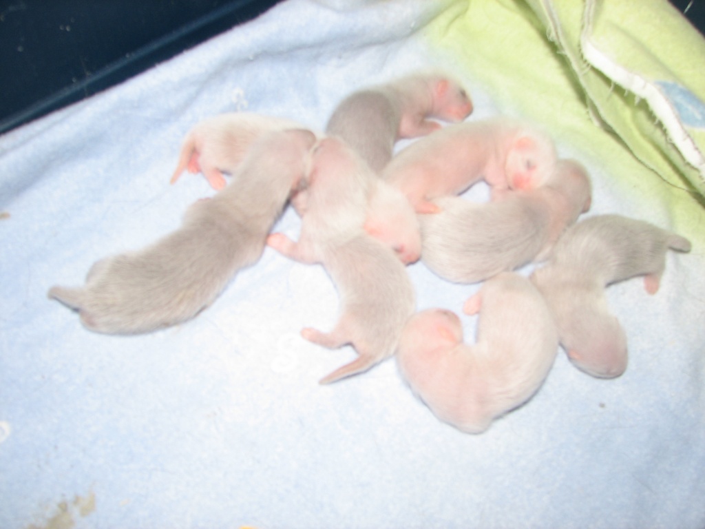 Frettchenwelpen - Nagetiere - Bergkamen