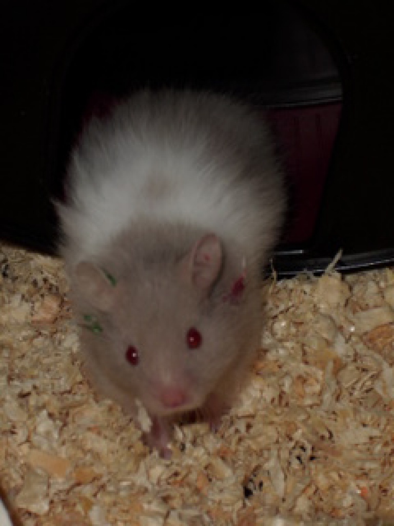 4 Teddyhamsterbabys suchen neues Zuhause *NOTSTATION* - Nagetiere - Dortmund