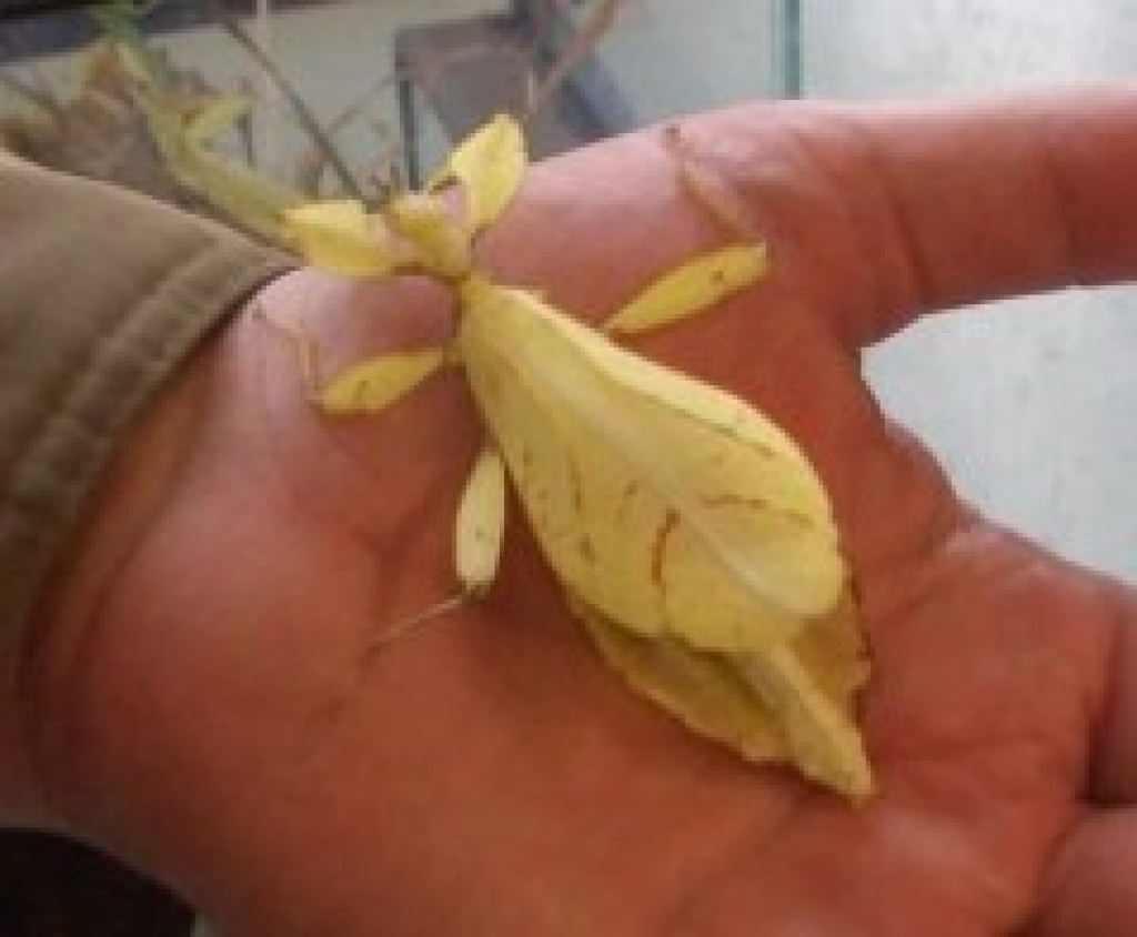 Suche Phyllium bioculatum / Wandelndes Blatt in GELB! - Insekten - Gießen