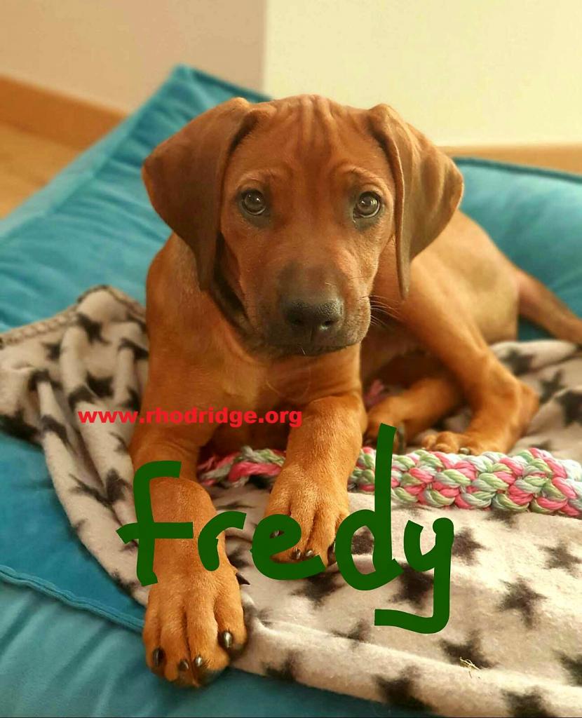Schöne Rhodesian Ridgeback-Welpen - Hunde - Köln