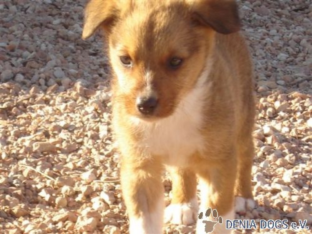 Flugpate für den Kleinen Muffin gesucht - Flugpaten - Trappenkamp